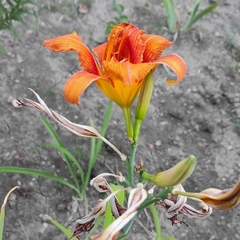 Hemerocallis fulva