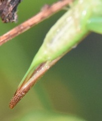Conocephalus gracillimus