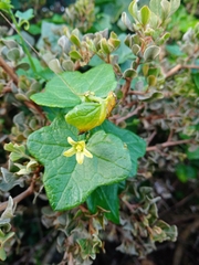 Kedrostis nana