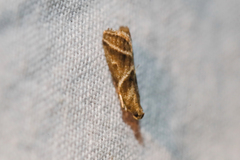 Nyctegretis triangulella