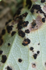 Xenodochus carbonarius