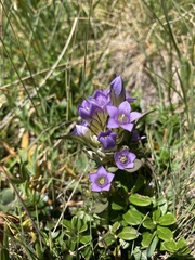 Gentianella ramosa