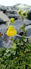 Calceolaria tenella