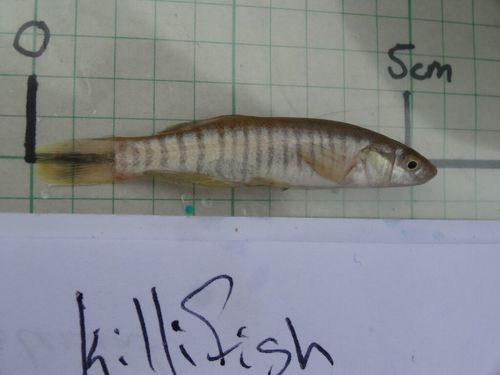 Northern Plains Killifish