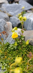 Calceolaria tenella