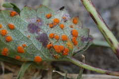 Xenodochus carbonarius