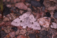 Acronicta vulpina