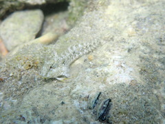 Cyclops Blenny photo 3