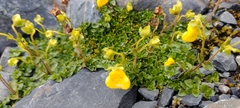 Calceolaria tenella