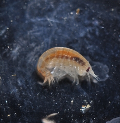 Anonyx nugax