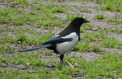 Pica pica