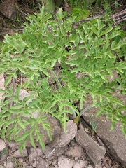 Prionosciadium