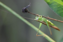 Conocephalus gracillimus