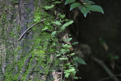 Pleopeltis minima