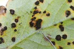 Xenodochus carbonarius