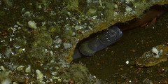 Zaprora silenus