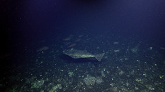 Hippoglossus stenolepis