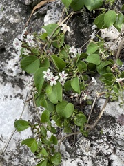 Paederia ciliata