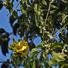 Adenocalymma paulistarum