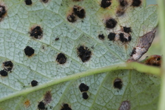 Xenodochus carbonarius