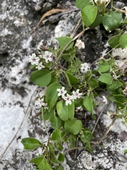 Paederia ciliata