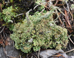 Cladonia macrophylla