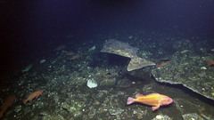 Hippoglossus stenolepis