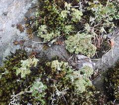 Cladonia macrophylla