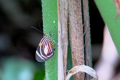 Eutrepsia haemataria