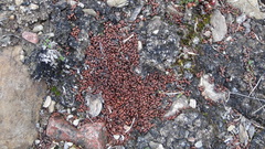 Dicrostonyx groenlandicus