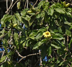 Adenocalymma paulistarum