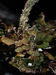 Cladonia macrophylla