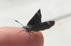 Pholisora