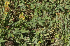 Xenodochus carbonarius