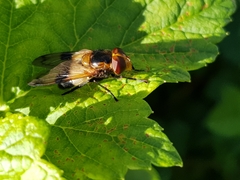 Volucella pellucens