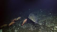 Hippoglossus stenolepis