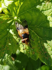 Volucella pellucens
