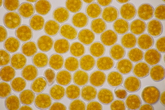 Xenodochus carbonarius