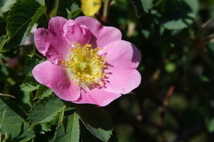 Rosa montana