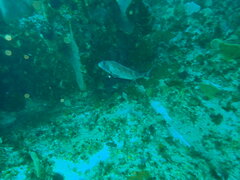 Chirodactylus grandis