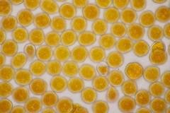 Xenodochus carbonarius