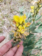 Thermopsis montana