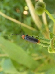 Silis ruficollis