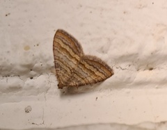 Mimoclystia pudicata