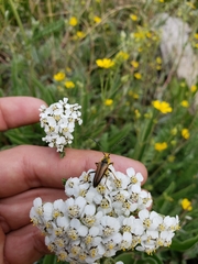 Lepturobosca