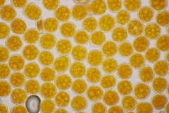 Xenodochus carbonarius