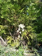 Rhododendron occidentale