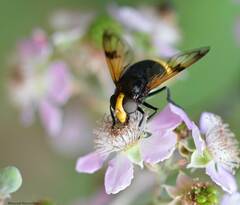 Volucella