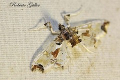 Neoleucinodes