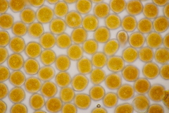 Xenodochus carbonarius